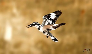 Pied Kingfisher - கருப்பு வெள்ளை மீன்கொத்தி